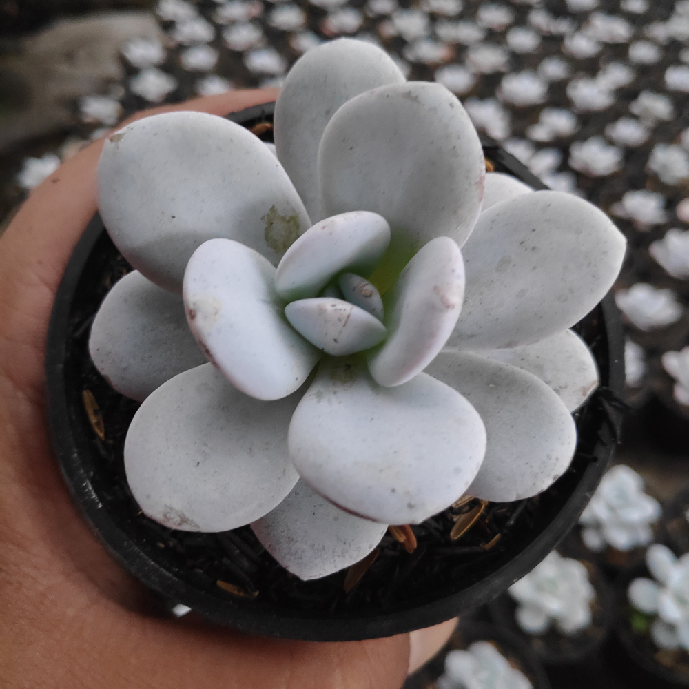 kaktus.id