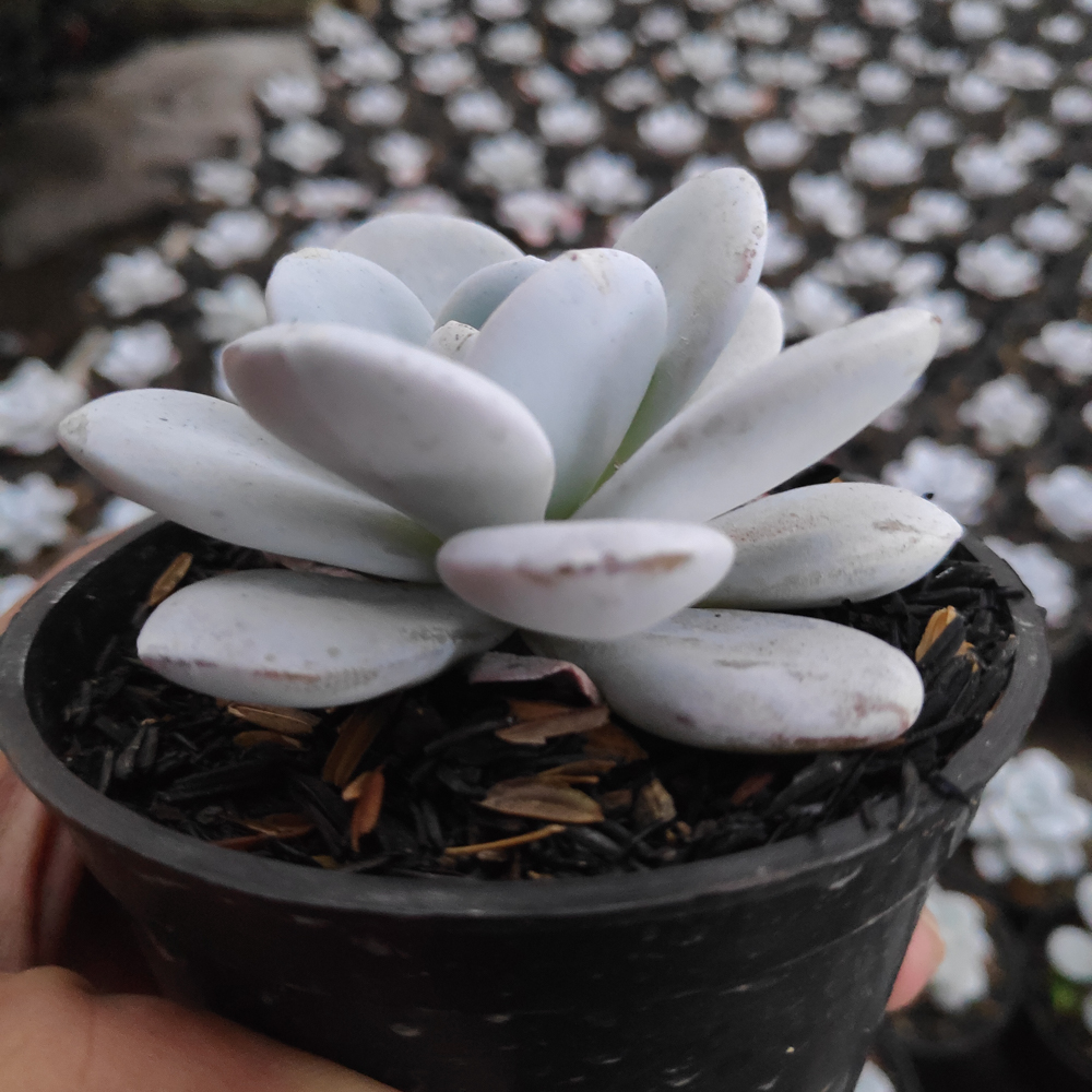 kaktus.id