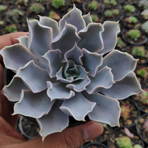 Echeveria Gray Curly, real gallery image #11 plants. Picture taken directly from kaktus.id community Echeveria farmer green houses.
