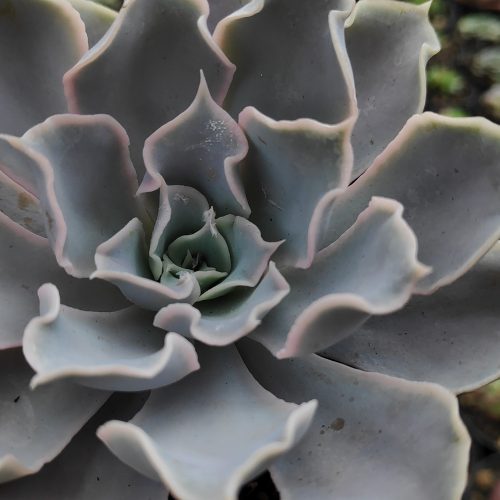 Echeveria Gray Curly, real gallery image #14 plants. Picture taken directly from kaktus.id community Echeveria farmer green houses.