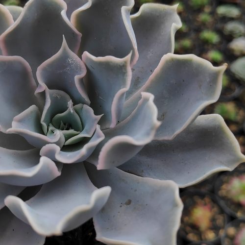 Echeveria Gray Curly, real gallery image #17 plants. Picture taken directly from kaktus.id community Echeveria farmer green houses.