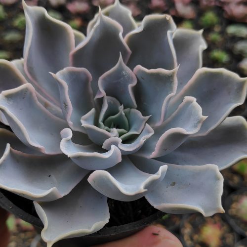 Echeveria Gray Curly, real gallery image #18 plants. Picture taken directly from kaktus.id community Echeveria farmer green houses.