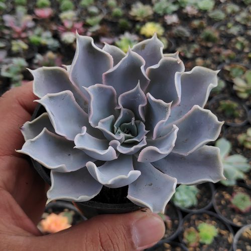 Echeveria Gray Curly, real gallery image #1 plants. Picture taken directly from kaktus.id community Echeveria farmer green houses.