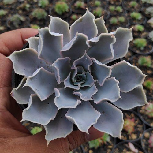 Echeveria Gray Curly, real gallery image #19 plants. Picture taken directly from kaktus.id community Echeveria farmer green houses.