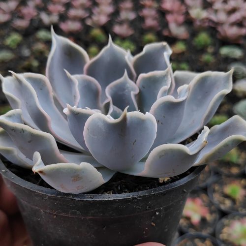 Echeveria Gray Curly, real gallery image #20 plants. Picture taken directly from kaktus.id community Echeveria farmer green houses.