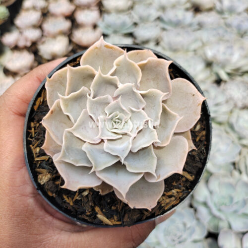 Echeveria Gray Curly, real gallery image #4 plants. Picture taken directly from kaktus.id community Echeveria farmer green houses.