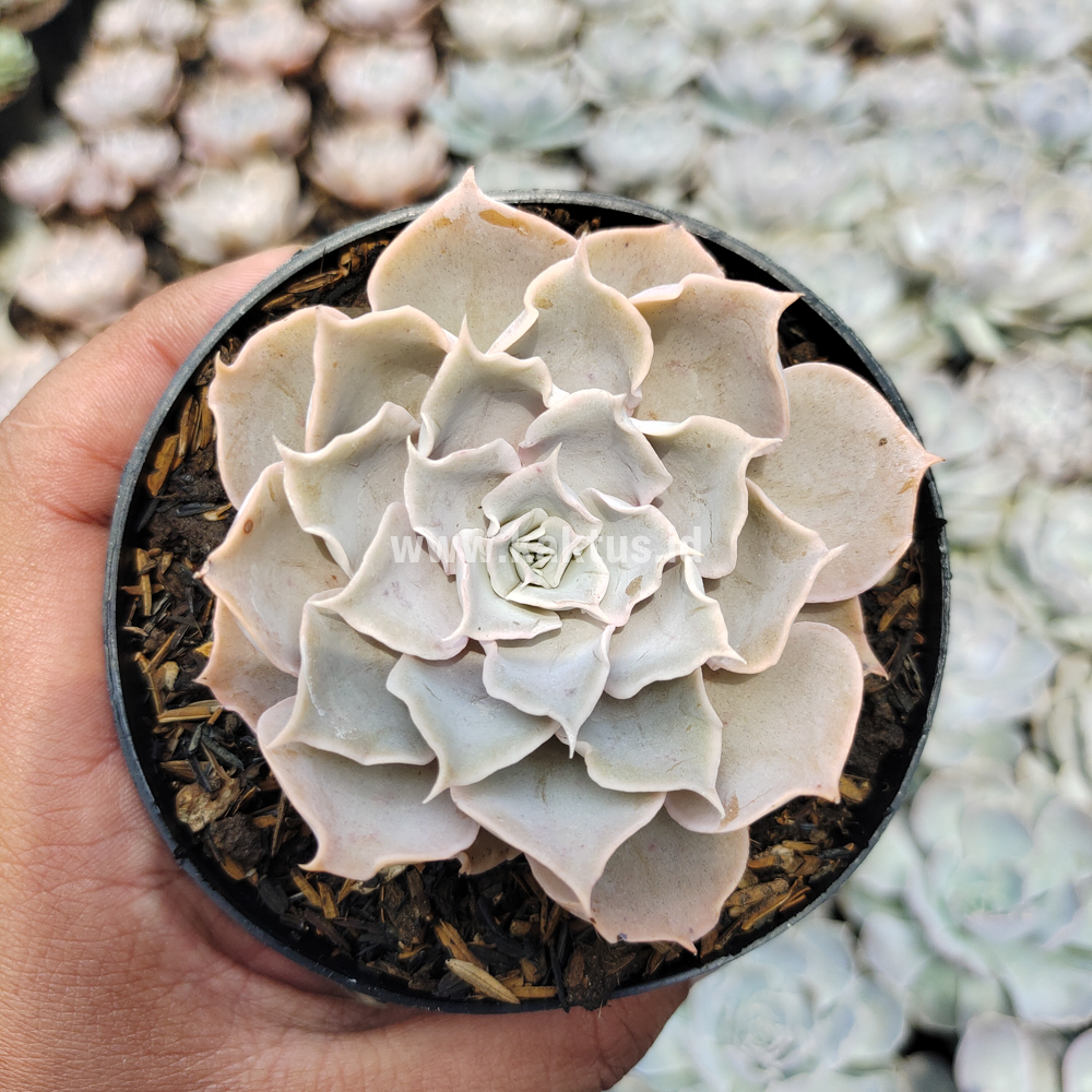 kaktus.id