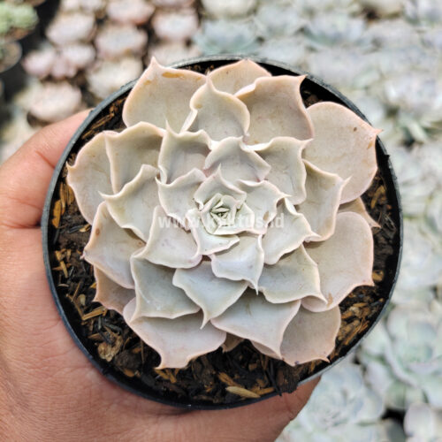 Echeveria Gray Curly, real gallery image #13 plants. Picture taken directly from kaktus.id community Echeveria farmer green houses.