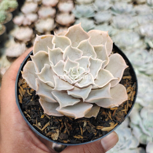 Echeveria Gray Curly, real gallery image #16 plants. Picture taken directly from kaktus.id community Echeveria farmer green houses.