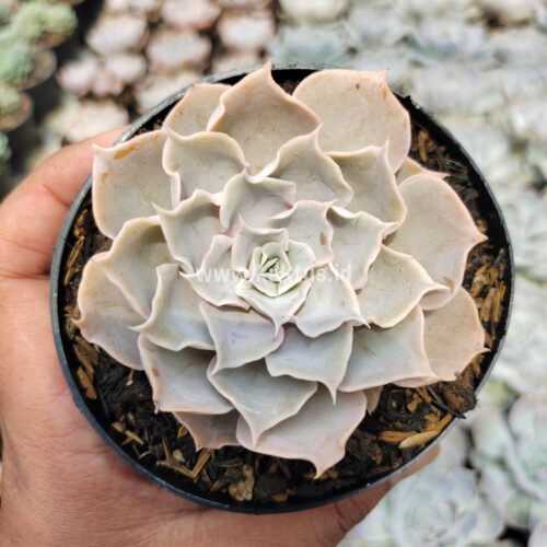 Echeveria Gray Curly, real gallery image #10 plants. Picture taken directly from kaktus.id community Echeveria farmer green houses.