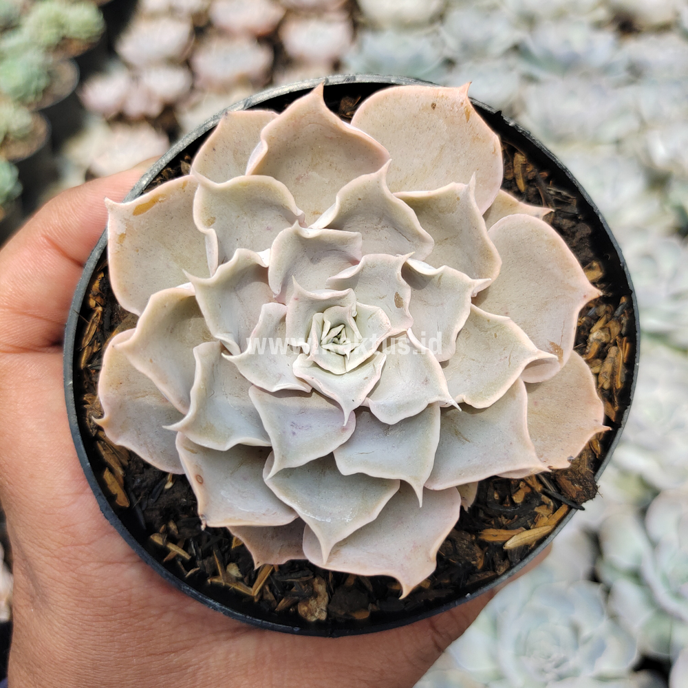 kaktus.id