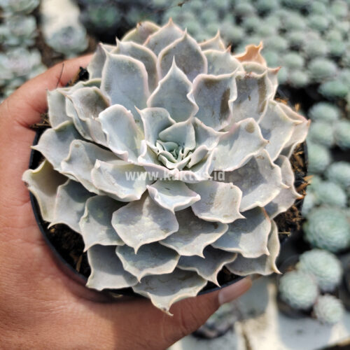 Echeveria Gray Curly, real gallery image #21 plants. Picture taken directly from kaktus.id community Echeveria farmer green houses.