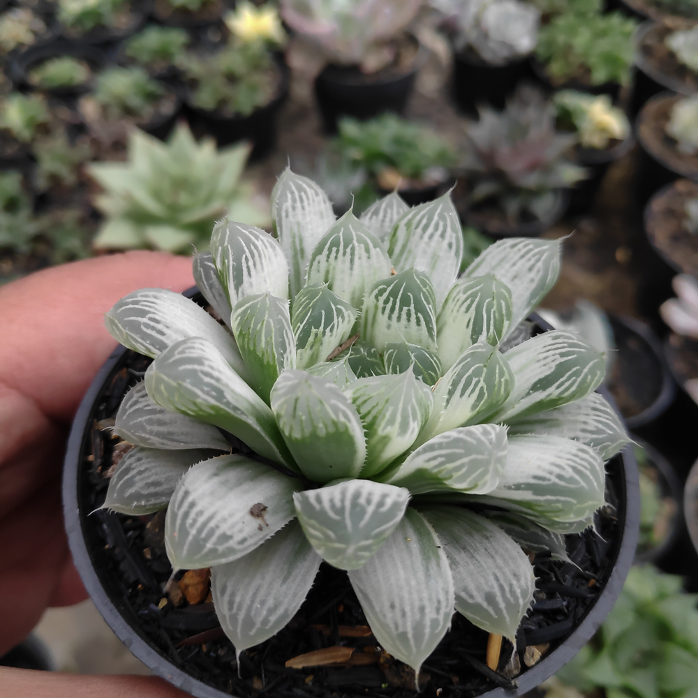 kaktus.id