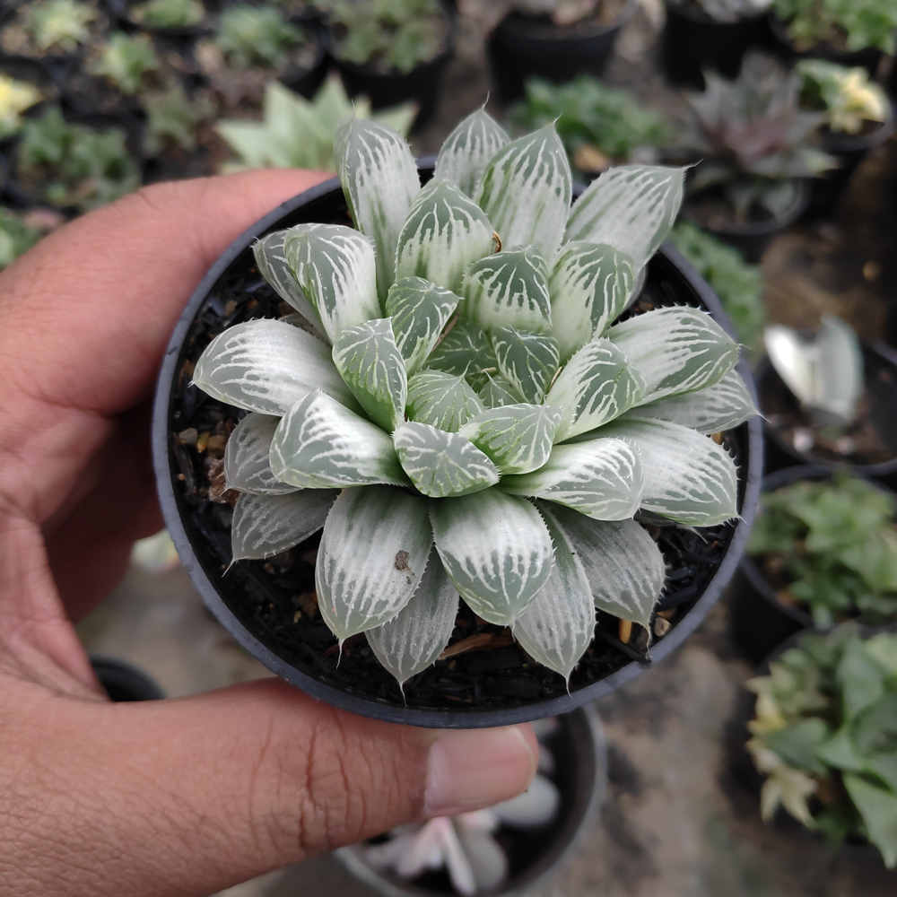 kaktus.id