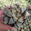 Haworthia Magnifica Enigma, real gallery image #1 plants. Picture taken directly from kaktus.id community Haworthia farmer green houses.