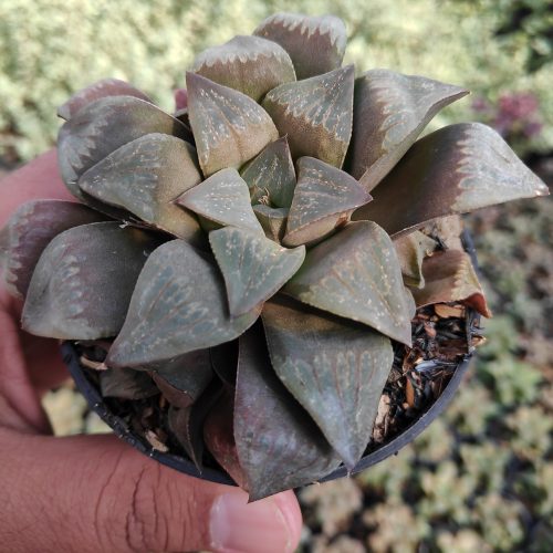 Haworthia Magnifica Enigma, real gallery image #2 plants. Picture taken directly from kaktus.id community Haworthia farmer green houses.