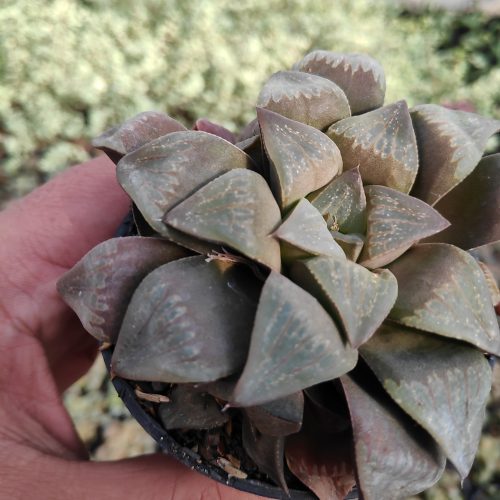 Haworthia Magnifica Enigma, real gallery image #3 plants. Picture taken directly from kaktus.id community Haworthia farmer green houses.