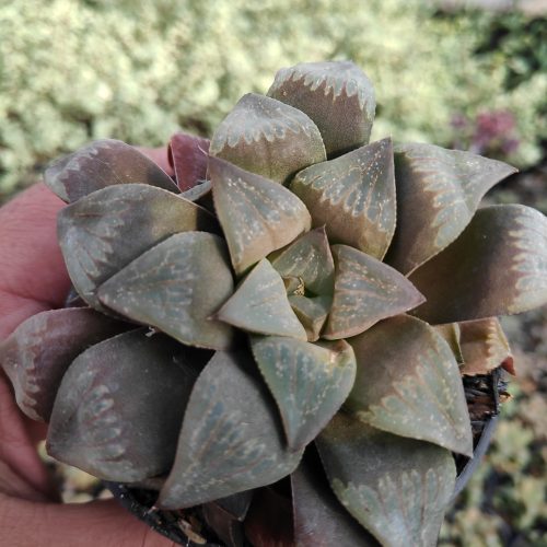Haworthia Magnifica Enigma, real gallery image #4 plants. Picture taken directly from kaktus.id community Haworthia farmer green houses.