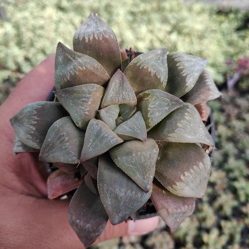 Haworthia Magnifica Enigma, real gallery image #5 plants. Picture taken directly from kaktus.id community Haworthia farmer green houses.