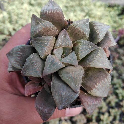 Haworthia Magnifica Enigma, real gallery image #6 plants. Picture taken directly from kaktus.id community Haworthia farmer green houses.