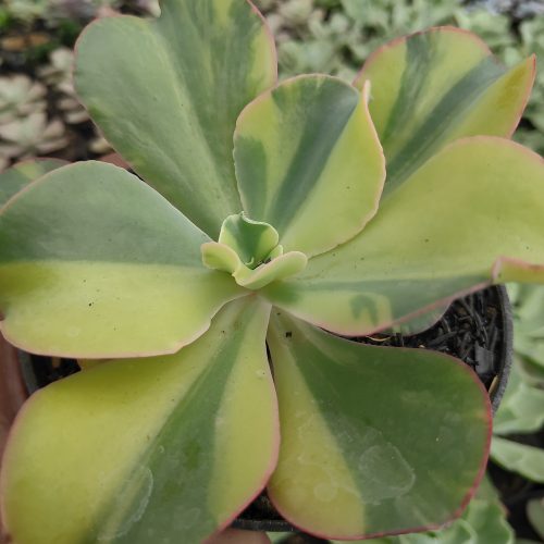 Echeveria Shaviana Curly Variegated / Echeveria Can Can Variegated, real gallery image #13 plants. Picture taken directly from kaktus.id community Echeveria farmer green houses.