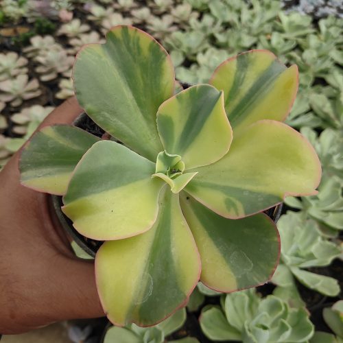 Echeveria Shaviana Curly Variegated / Echeveria Can Can Variegated, real gallery image #12 plants. Picture taken directly from kaktus.id community Echeveria farmer green houses.
