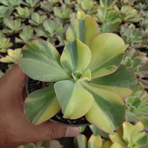 Echeveria Shaviana Curly Variegated / Echeveria Can Can Variegated, real gallery image #21 plants. Picture taken directly from kaktus.id community Echeveria farmer green houses.