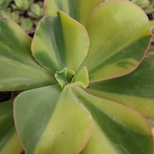 Echeveria Shaviana Curly Variegated / Echeveria Can Can Variegated, real gallery image #20 plants. Picture taken directly from kaktus.id community Echeveria farmer green houses.
