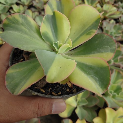 Echeveria Shaviana Curly Variegated / Echeveria Can Can Variegated, real gallery image #19 plants. Picture taken directly from kaktus.id community Echeveria farmer green houses.