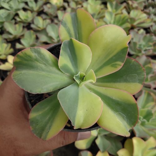 Echeveria Shaviana Curly Variegated / Echeveria Can Can Variegated, real gallery image #18 plants. Picture taken directly from kaktus.id community Echeveria farmer green houses.