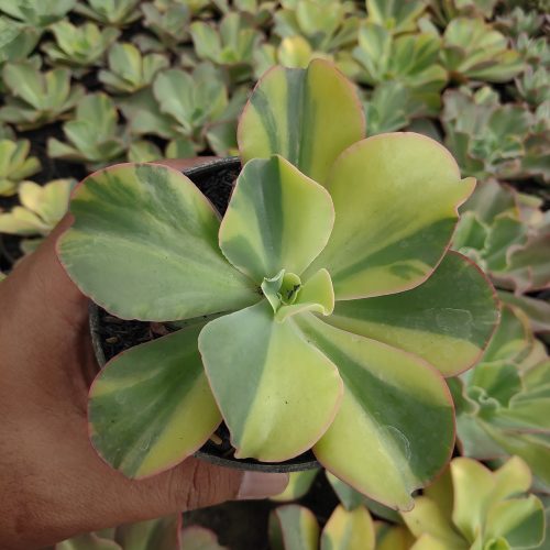 Echeveria Shaviana Curly Variegated / Echeveria Can Can Variegated, real gallery image #6 plants. Picture taken directly from kaktus.id community Echeveria farmer green houses.