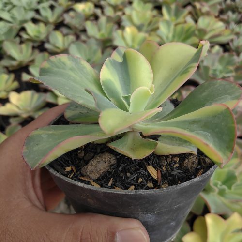 Echeveria Shaviana Curly Variegated / Echeveria Can Can Variegated, real gallery image #17 plants. Picture taken directly from kaktus.id community Echeveria farmer green houses.