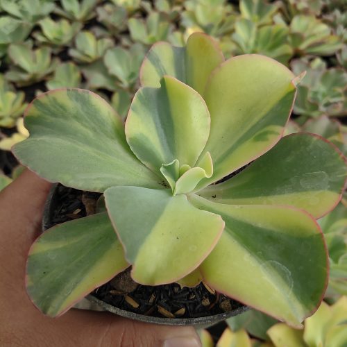Echeveria Shaviana Curly Variegated / Echeveria Can Can Variegated, real gallery image #16 plants. Picture taken directly from kaktus.id community Echeveria farmer green houses.