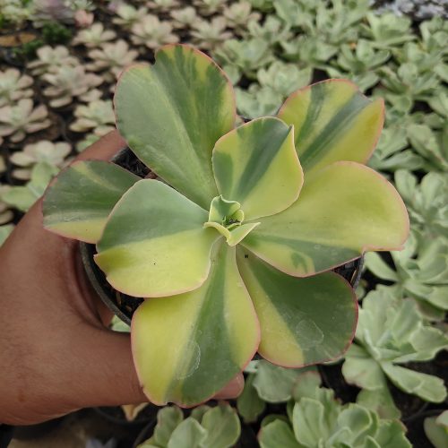 Echeveria Shaviana Curly Variegated / Echeveria Can Can Variegated, real gallery image #15 plants. Picture taken directly from kaktus.id community Echeveria farmer green houses.