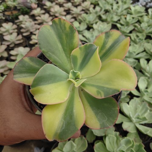 Echeveria Shaviana Curly Variegated / Echeveria Can Can Variegated, real gallery image #14 plants. Picture taken directly from kaktus.id community Echeveria farmer green houses.