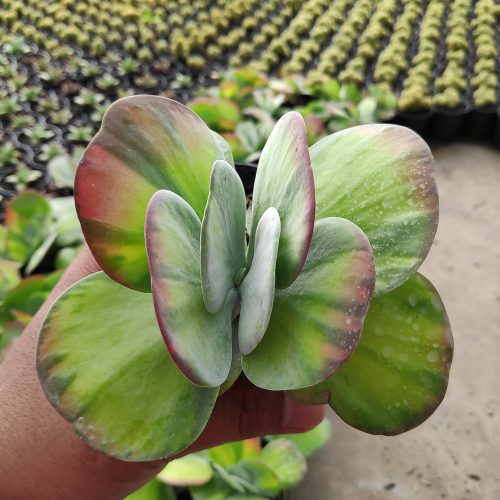 Kalanchoe Luciae 'fantastic' Variegated Paddle Plants, real gallery image #12 plants. Picture taken directly from kaktus.id community Kalanchoe farmer green houses.