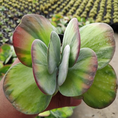 Kalanchoe Luciae 'fantastic' Variegated Paddle Plants, real gallery image #13 plants. Picture taken directly from kaktus.id community Kalanchoe farmer green houses.