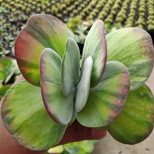 Kalanchoe Luciae 'fantastic' Variegated Paddle Plants, real gallery image #14 plants. Picture taken directly from kaktus.id community Kalanchoe farmer green houses.