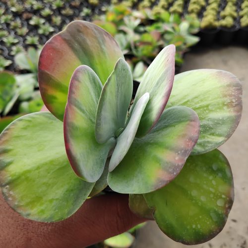Kalanchoe Luciae 'fantastic' Variegated Paddle Plants, real gallery image #3 plants. Picture taken directly from kaktus.id community Kalanchoe farmer green houses.
