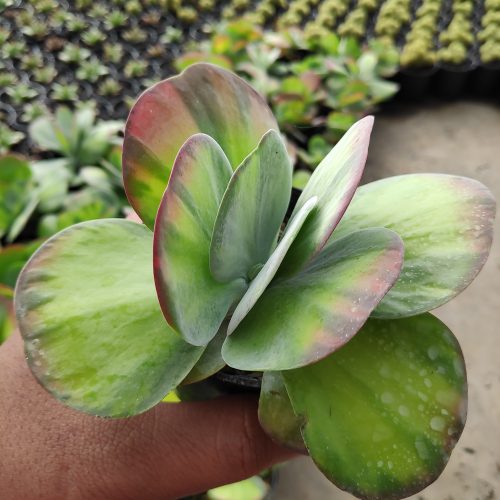 Kalanchoe Luciae 'fantastic' Variegated Paddle Plants, real gallery image #5 plants. Picture taken directly from kaktus.id community Kalanchoe farmer green houses.