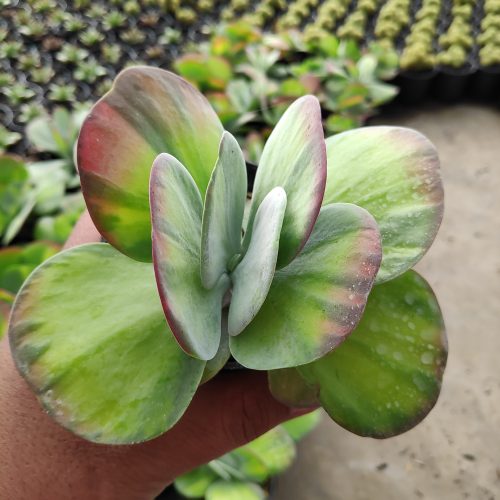 Kalanchoe Luciae 'fantastic' Variegated Paddle Plants, real gallery image #6 plants. Picture taken directly from kaktus.id community Kalanchoe farmer green houses.