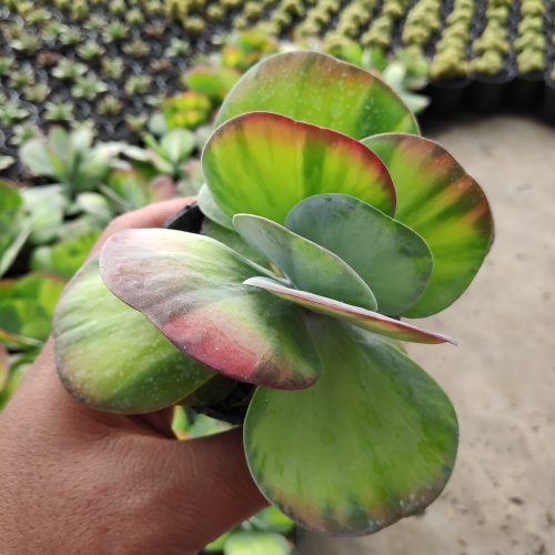 Kalanchoe Luciae 'fantastic' Variegated Paddle Plants, real gallery image #7 plants. Picture taken directly from kaktus.id community Kalanchoe farmer green houses.