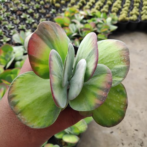 Kalanchoe Luciae 'fantastic' Variegated Paddle Plants, real gallery image #1 plants. Picture taken directly from kaktus.id community Kalanchoe farmer green houses.
