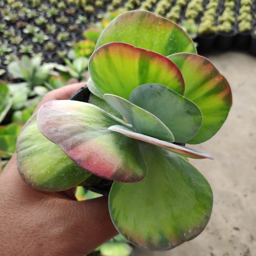 Kalanchoe Luciae 'fantastic' Variegated Paddle Plants, real gallery image #8 plants. Picture taken directly from kaktus.id community Kalanchoe farmer green houses.
