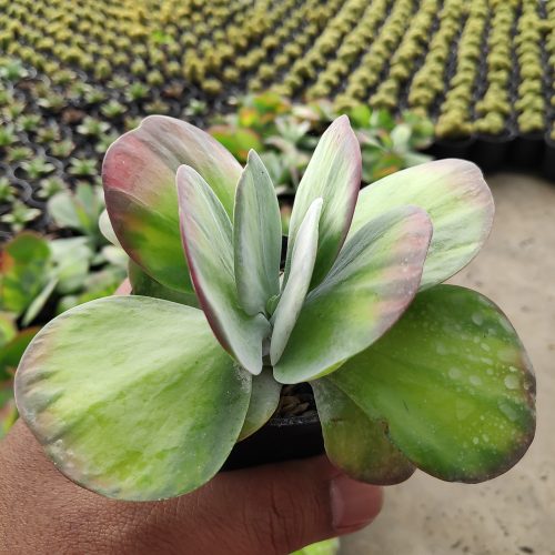Kalanchoe Luciae 'fantastic' Variegated Paddle Plants, real gallery image #9 plants. Picture taken directly from kaktus.id community Kalanchoe farmer green houses.