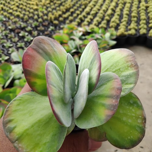 Kalanchoe Luciae 'fantastic' Variegated Paddle Plants, real gallery image #10 plants. Picture taken directly from kaktus.id community Kalanchoe farmer green houses.
