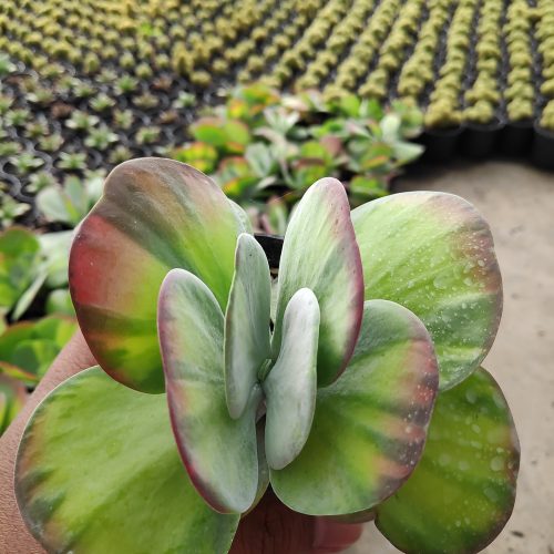 Kalanchoe Luciae 'fantastic' Variegated Paddle Plants, real gallery image #11 plants. Picture taken directly from kaktus.id community Kalanchoe farmer green houses.