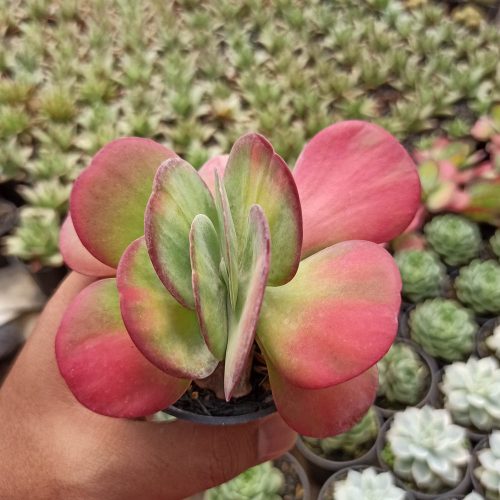Kalanchoe Luciae 'fantastic' Variegated Paddle Plants, real gallery image #4 plants. Picture taken directly from kaktus.id community Kalanchoe farmer green houses.