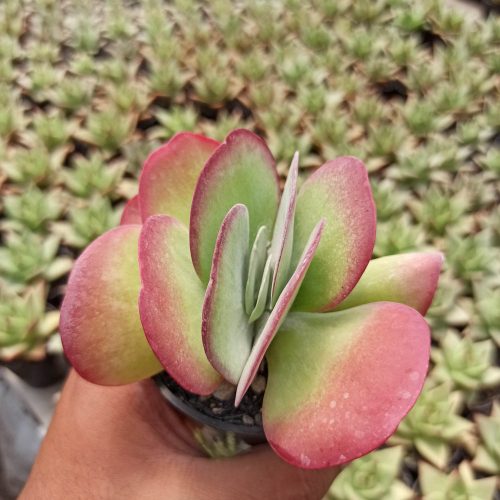 Kalanchoe Luciae 'fantastic' Variegated Paddle Plants, real gallery image #2 plants. Picture taken directly from kaktus.id community Kalanchoe farmer green houses.
