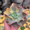 Echeveria Shaviana Curly Variegated / Echeveria Can Can Variegated, real gallery image #25 plants. Picture taken directly from kaktus.id community Echeveria farmer green houses.